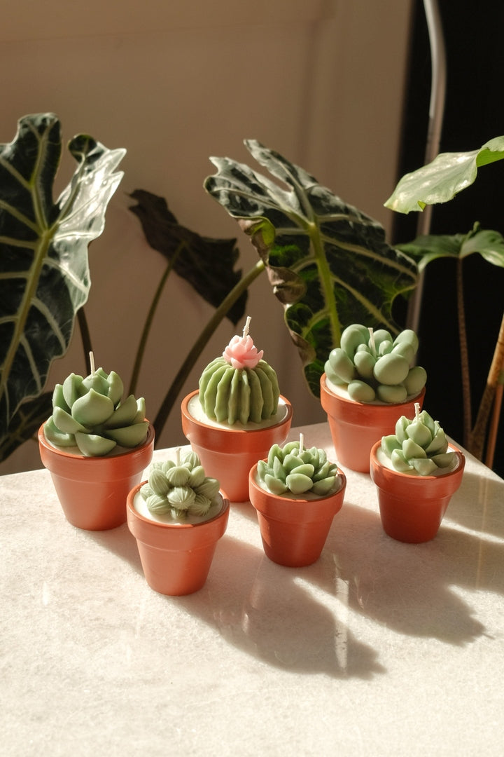 Potted Succulent Candle - faith&joy