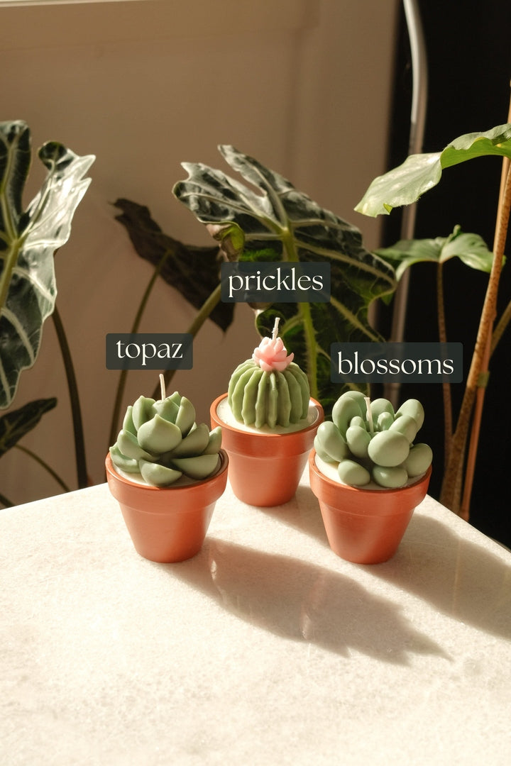 Potted Succulents - 2 Pack - faith&joy