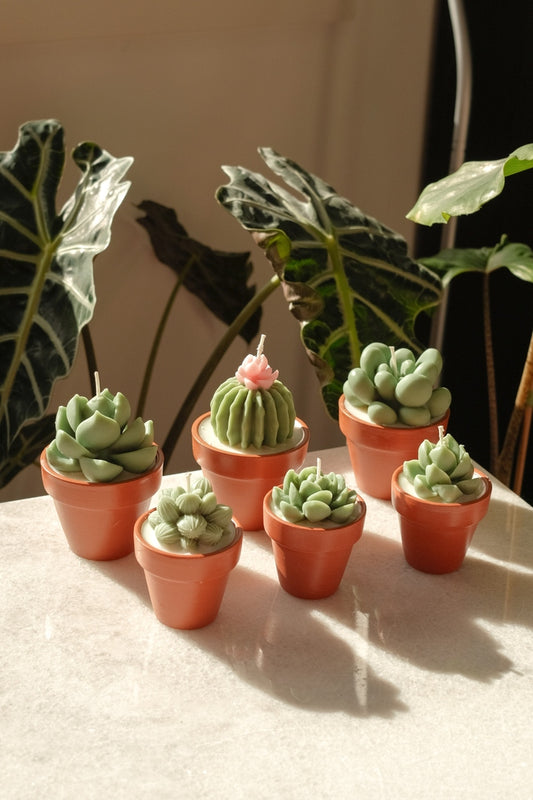 Potted Succulent Candle - faith&joy