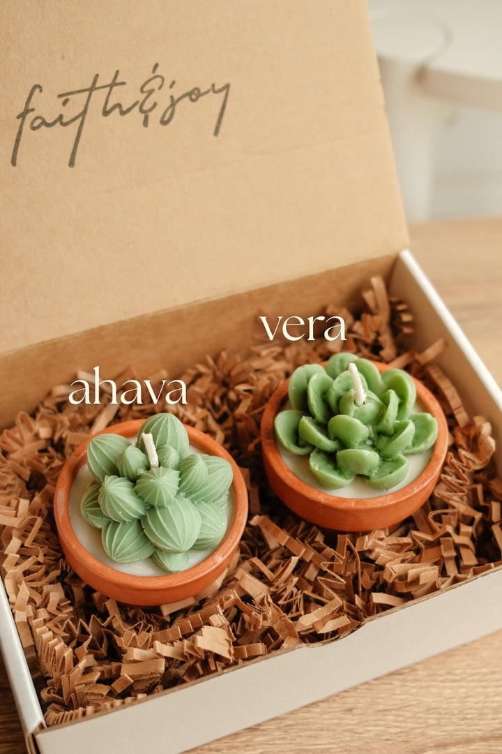 Mini Potted Succulents - Bundle of 2