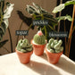Potted Succulents - 2 Pack - faith&joy