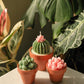 Potted Succulents Candle Bundle