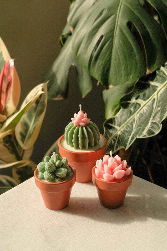 Potted Succulents Candle Bundle