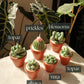 Potted Succulents Candle Bundle