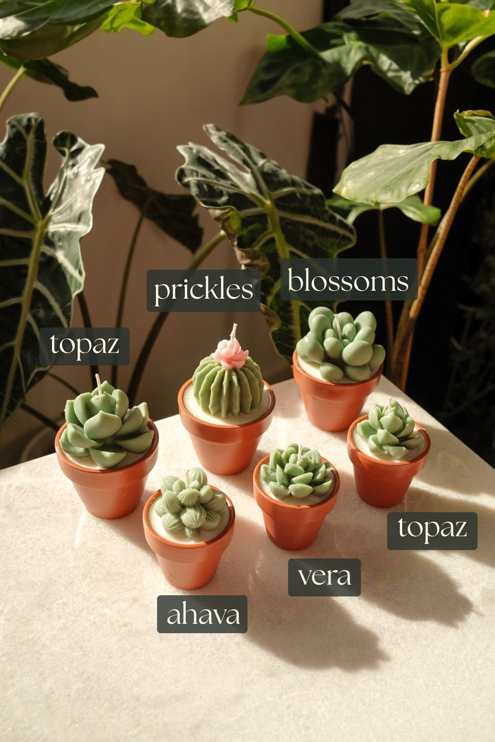 Potted Succulents Candle Bundle