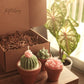 Potted Succulents Candle Bundle