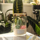 Zion's Desert - Terrarium Candle